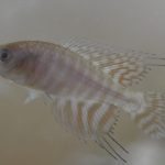 Simpsonichthys tocantinensis “Rio Tocantins”