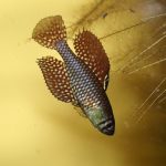 Simpsonichthys reticlutus “Xingu”