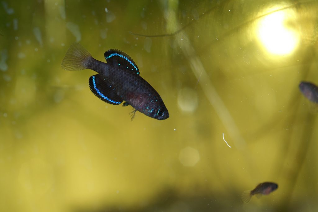 Simpsonichthys costai "Formoso de Araguaia B2003"